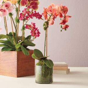 SINGLE PHALAENOPSIS ORCHID IN GROWER POT VAT $55.00