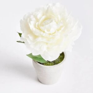 Mini Peony Potted-Cream VAT $33.00